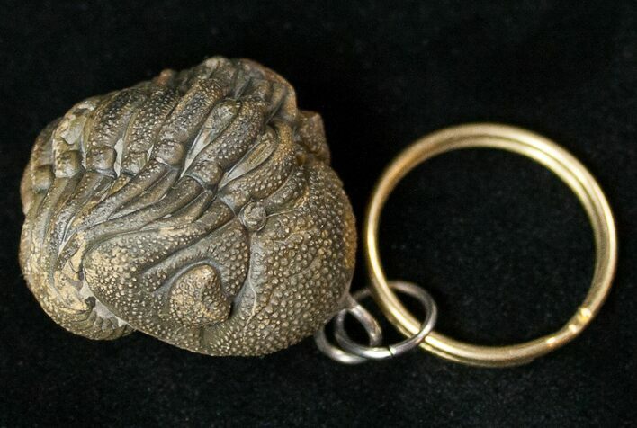 Real Phacops Trilobite Keychain #17334